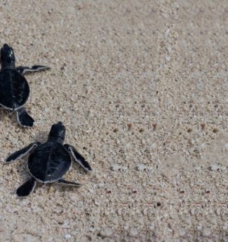 Baby Turtles just hatched in Indonesia