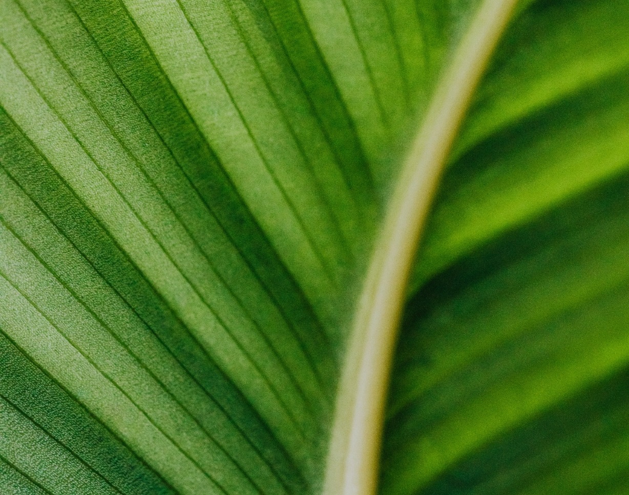 Tropical green leaves at Bawah Reserve, Indonesia.