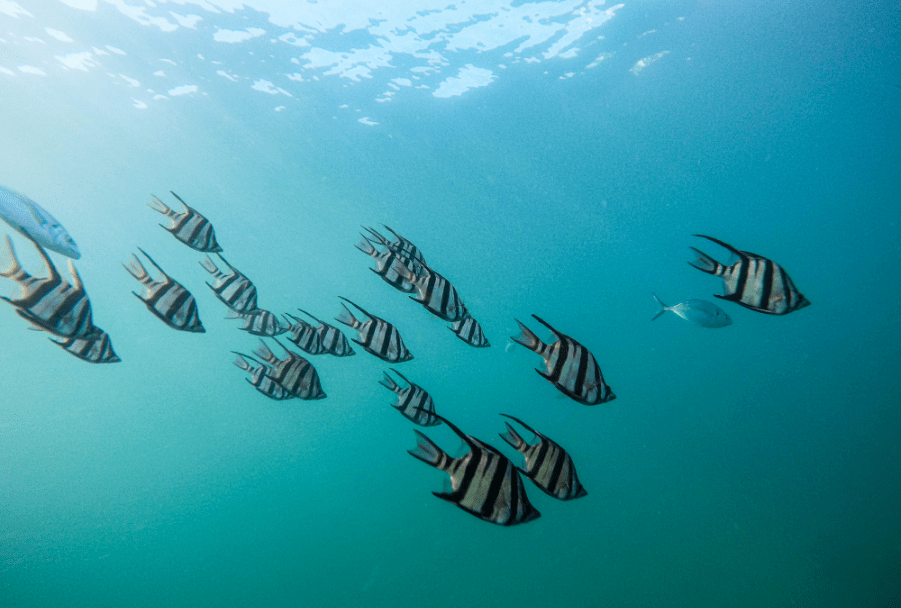 Beautiful tropical stripey fish at Bawah Reserve, Indonesia.