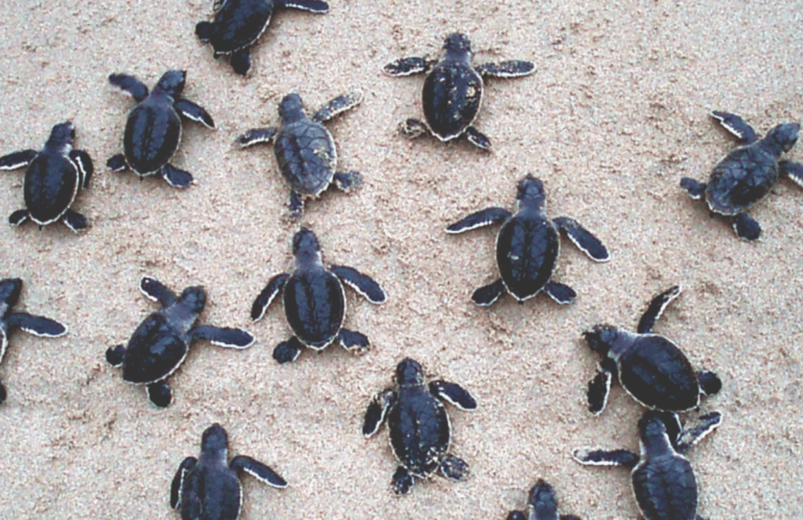 Sustainability, baby turtles being released on the beach, Bawah Reserve.