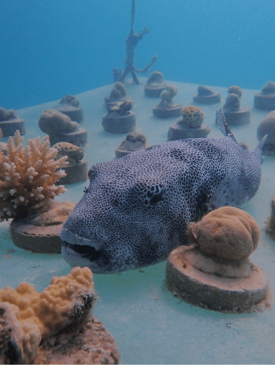 Bawah Reserve, Diving. Fish.