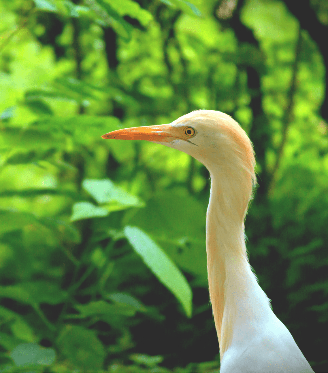 Egret, amazing birds at Bawah Reserve, Indonesia.