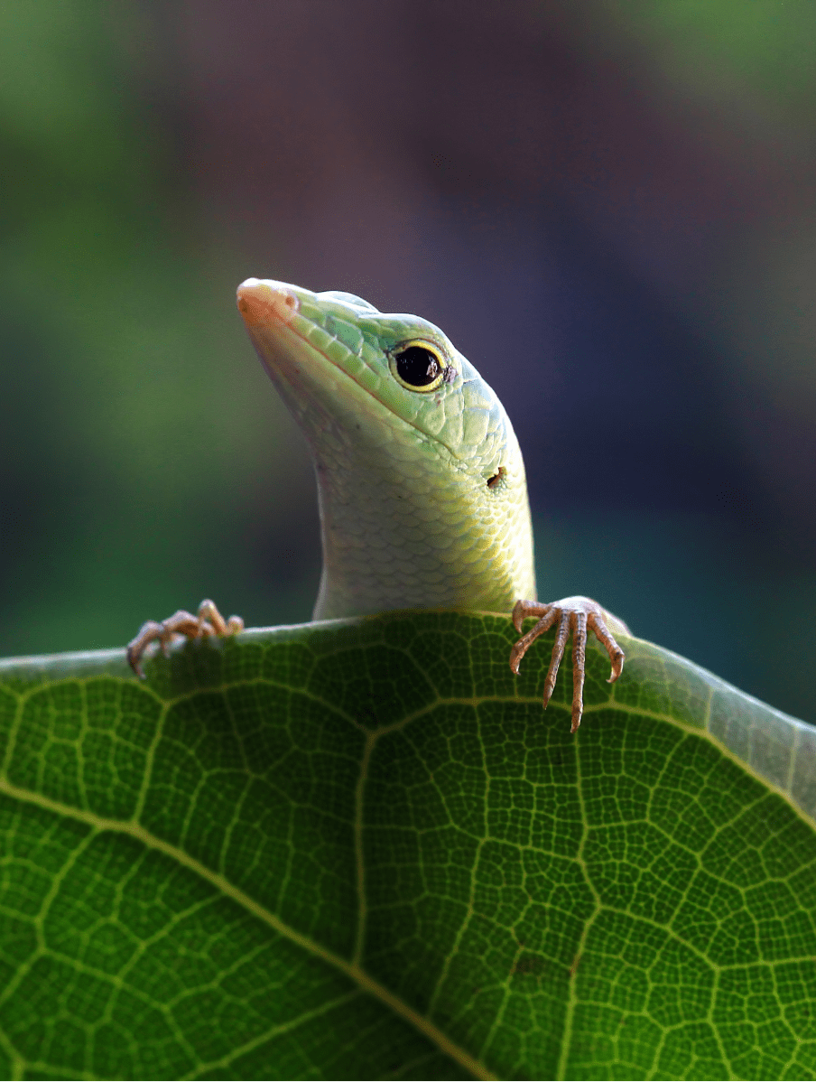 Sustainability at Bawah Reserve, insects thriving with natural mosquito treatment, Gecko on leaf.