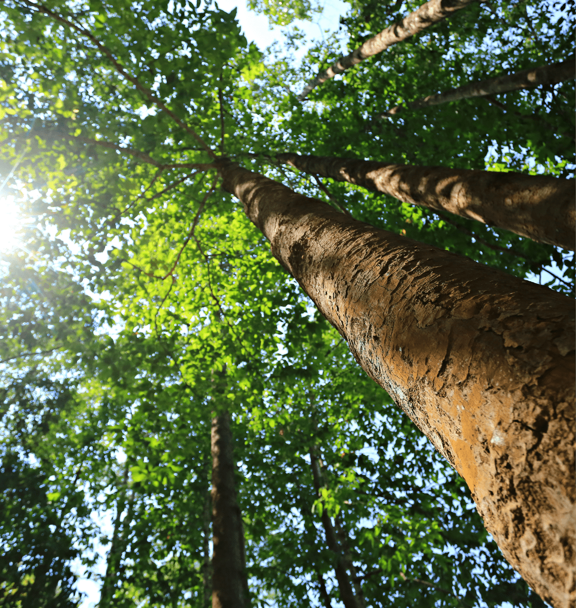 Jungle tree - very tall and old.