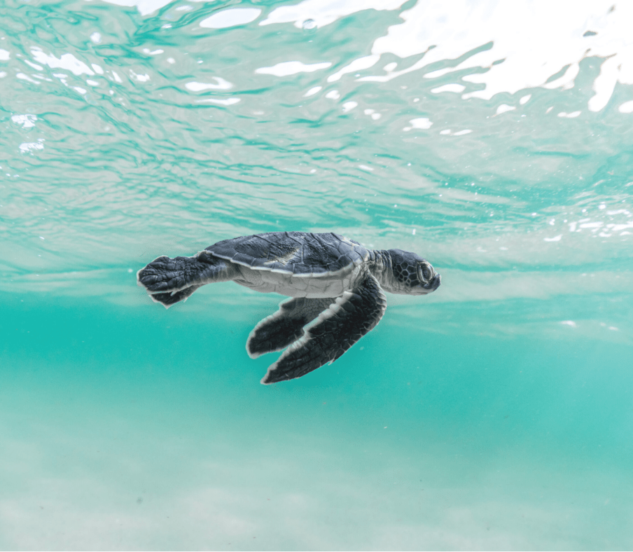 Baby turtle swimming in water at Bawah Reserve, Indonesia.