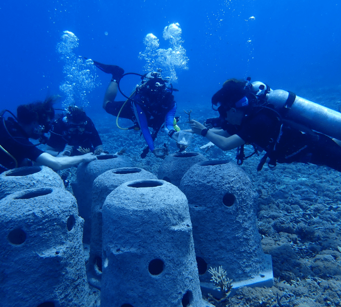 Coral Transplantation and conservation at Bawah Reserve. Underwater Hexadomes