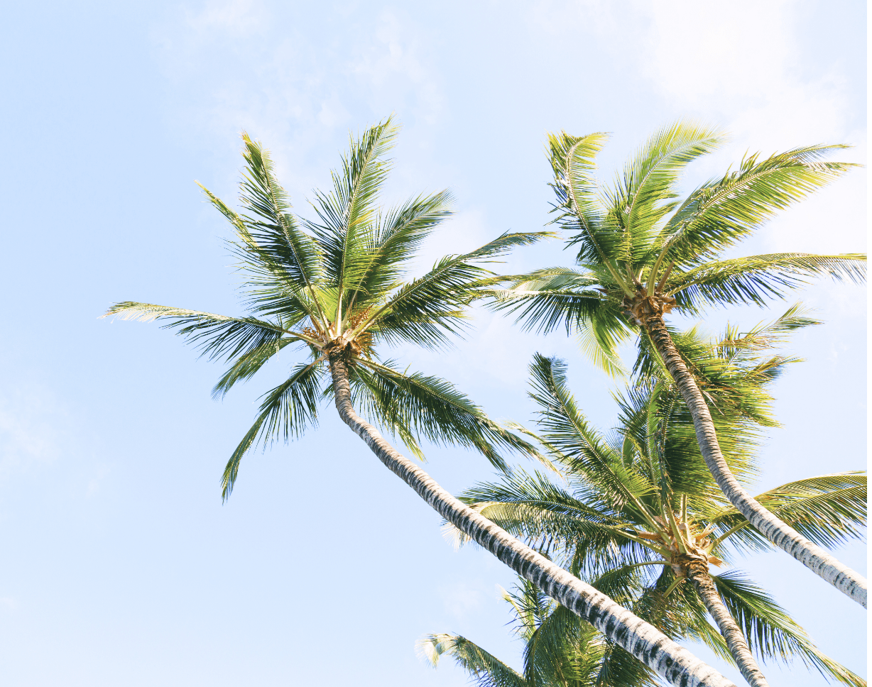 Palm trees and blue skies line the shores of Bawah Reserve, Indonesia.