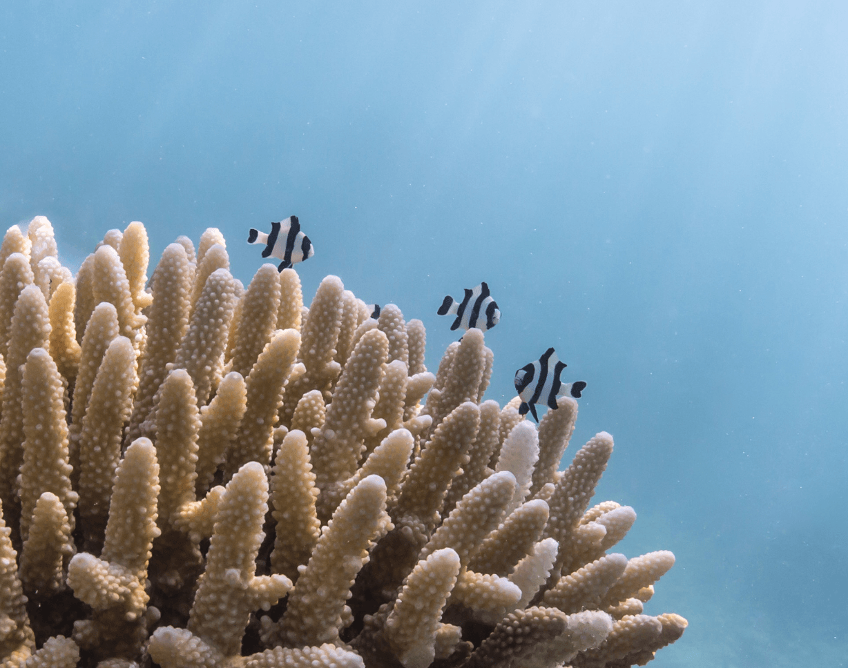 Bawah Reserve, Diving. 3 stripey fish over coral.