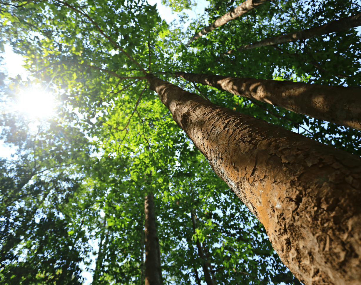 Large tall trees in the jungle at Bawah Reserve, Indonesia.