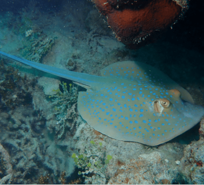 Spotted Ray swimming in the ocean at Bawah Reserve, Indonesia.