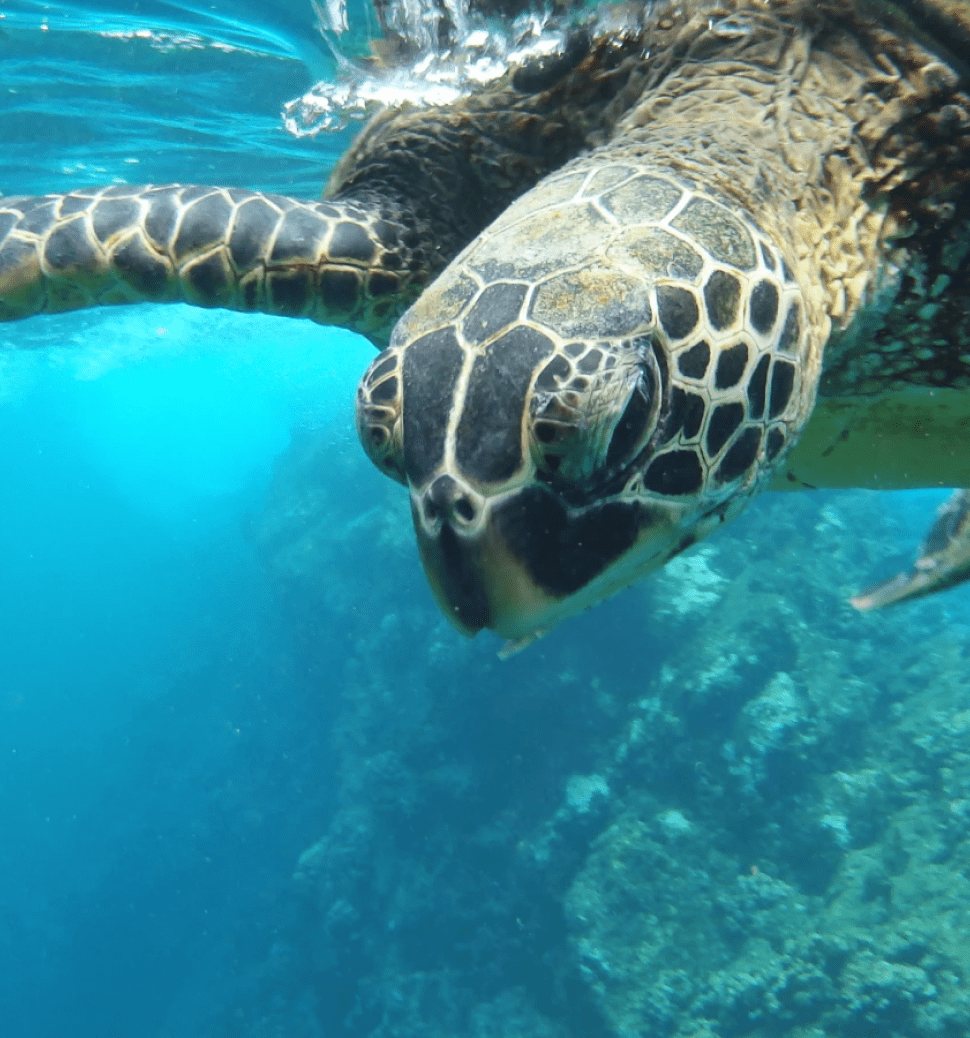Close up of adult turtle swimming in the blue ocean at Bawah Reserve.