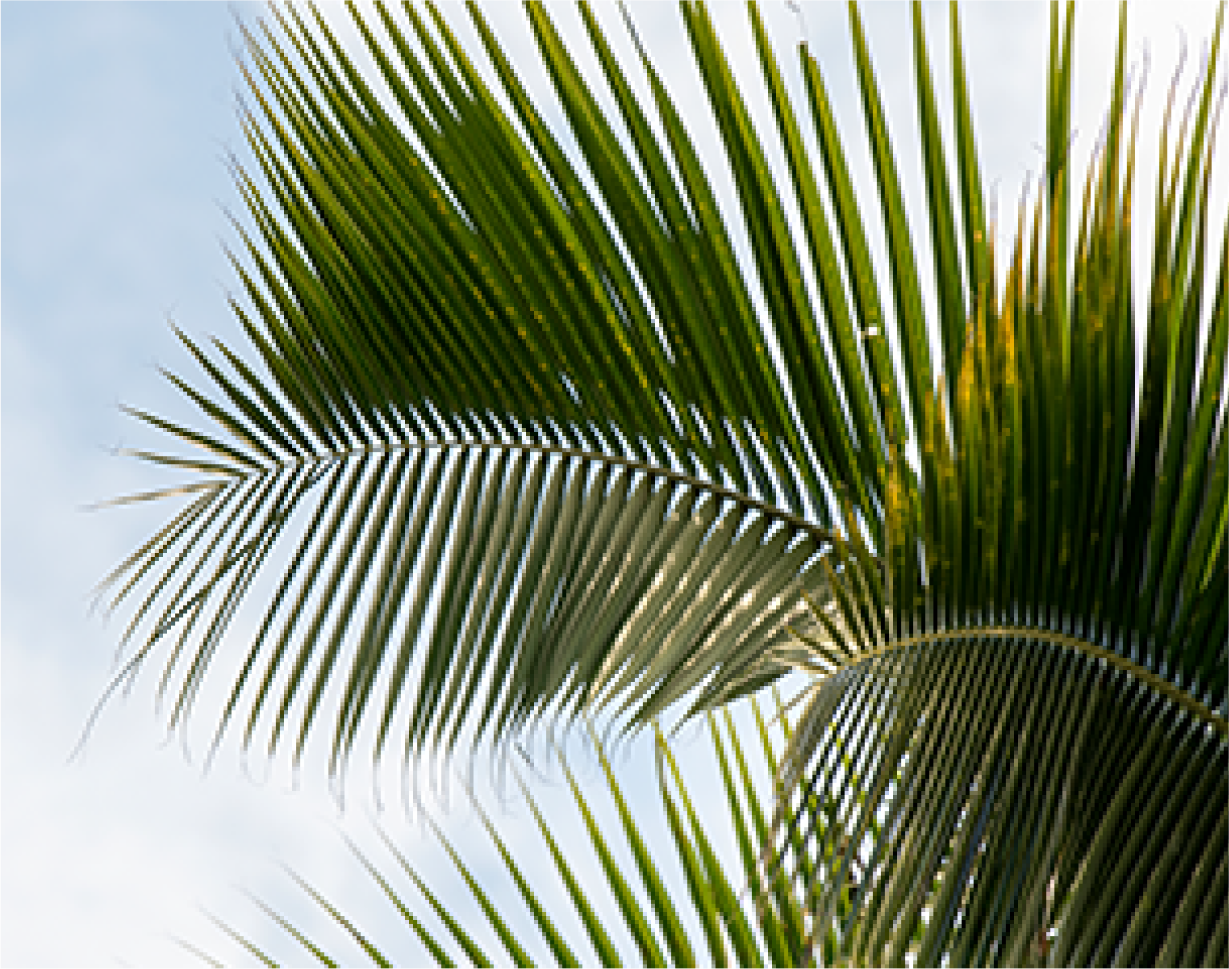 palm tree close up